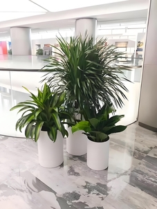 宁波北仑花卉租摆公司><div class=